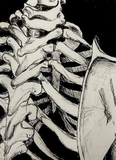 spine